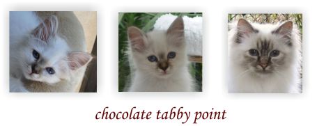 chocolate tabby point