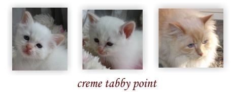 creme tabby point