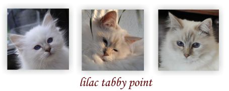lilac tabby point