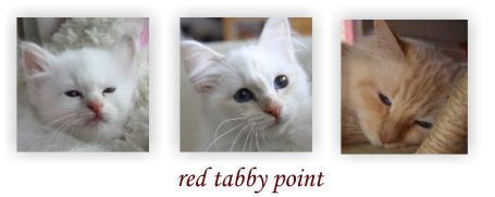 red tabby point